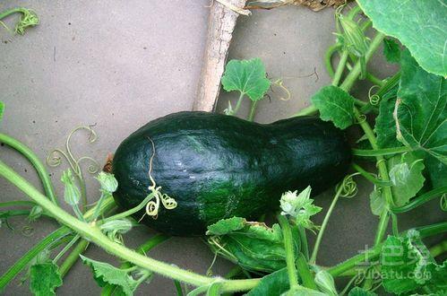 吊瓜切成小块怎么吃视频,创意视频教你轻松享美味