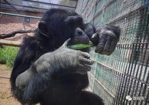 吸血猴精吃瓜视频大全,趣味视频大盘点 吸血猴精吃瓜视频大全,趣味视频大盘点