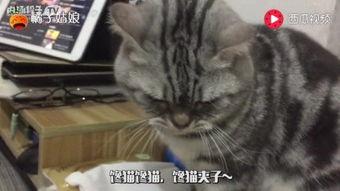 猫吃小瓜视频大全,猫吃小瓜视频大全集锦