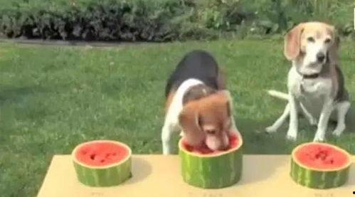 狗吃瓜比赛视频,萌宠吃瓜大赛欢乐上演