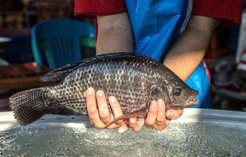 带你吃瓜罗非鱼视频大全