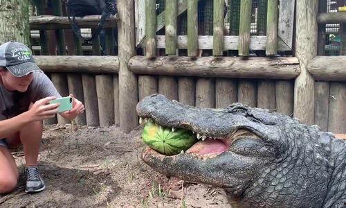 吃瓜鳄鱼的视频下载软件,热门视频下载软件深度解析