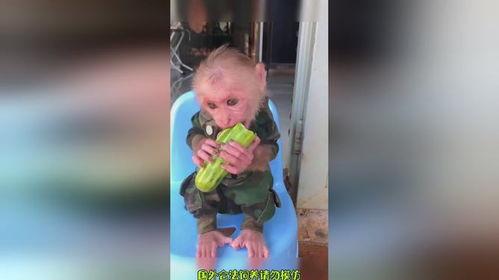 猴哥配音吃瓜视频全集,笑料横生，揭秘娱乐圈幕后故事